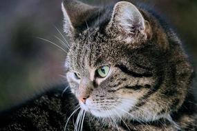 Cat Domestic Mammal portrait