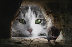 Cat Mouse Hunting