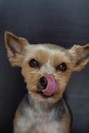 furry dog licks his nose
