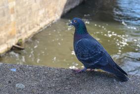 Dove Animal Bird