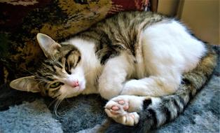 Fluffy cute cat is sleeping