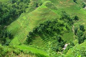 Travel Vietnam Sapa Rice