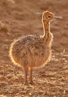 Bouquet Of Baby Africa