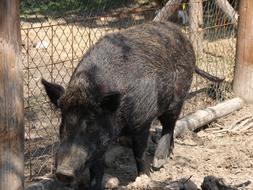 zoo brown boar
