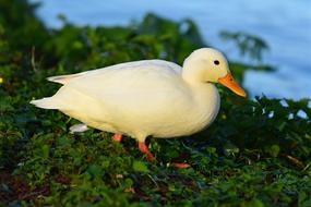 Duck Mallard Water Bird