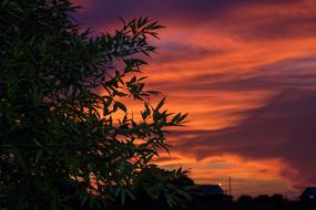 Vibrant Sunset Leaves