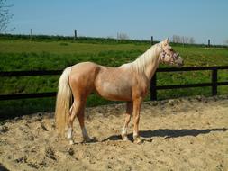 Palomino Horse Mare