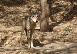 Wolf Wildlife Indian Canis lupus pallipes