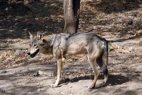Wolf Wildlife Indian Canis