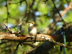 Hummingbird Bird Nature