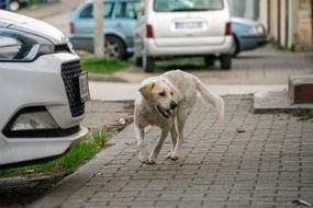 Dog Pet Animal walking on street