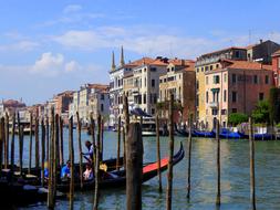 Venice Canal Grande Seagull