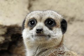 Meerkat Zoo Cute