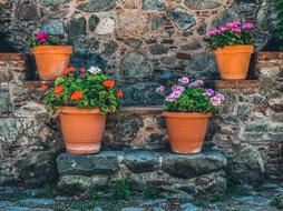 Stairs Pottery Flowers