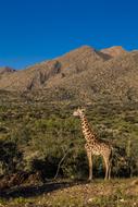 Africa Giraffe Sun