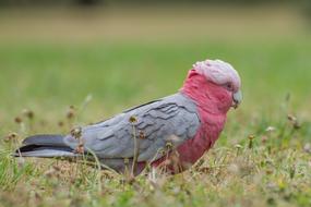 Parrot Pink Wild