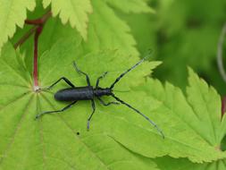 big black beetle on the foliage in the garden