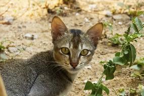 wild cat with big eyes