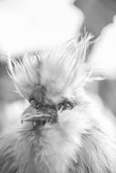 Fluffy Chicken Hen