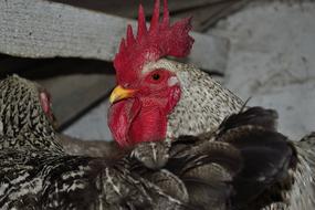 Cock Bird Plumage