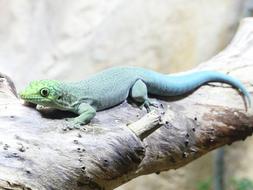 Reptile Lizard Animal
