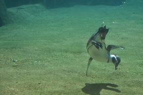 Penguin Zoo Animal