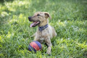 Dog Field Animals