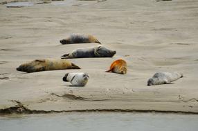 Sea Beach Berck Bay Of
