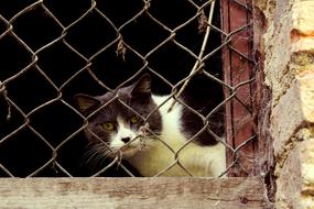 Curious Cat looking out of Window