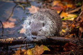 Nutria Lake Rodent