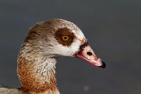 Nilgans Bird Nature Water