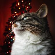 Cat Feline Christmas