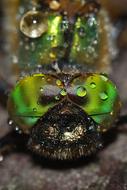 Ważka Macro Insect