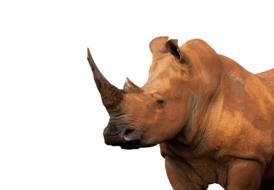 Muddy White Rhinoceros Isolated