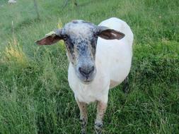 Sheep Meadow Shorn