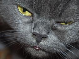 Cat Eyes