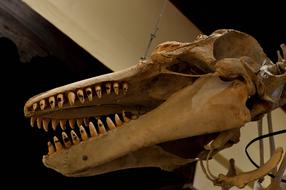 Whale Orca Mammal