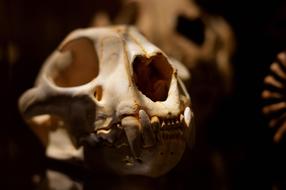 Puma Mammal Bone