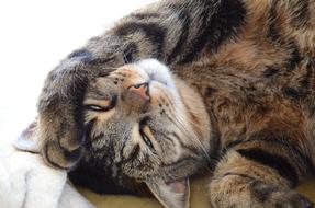 Cat Sleeps Tomcat