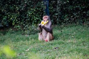 Banana Monkey Green