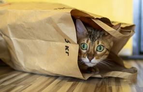 Cat Package Bengali