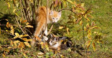 Cats Guys Kitten
