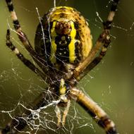 Spider Animal Nature