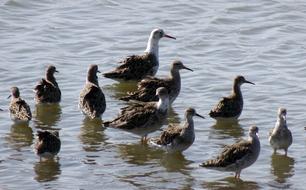 Bird Ruff Calidris Pugnax