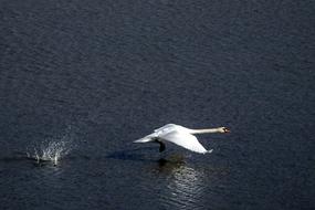 swan running on the lake
