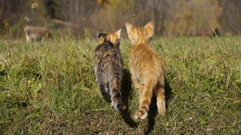 two cute kittens in the grass