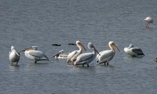 Bird Great White Pelican Pelecanus