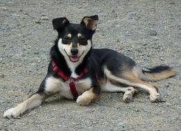 Dog Relaxed Animal Welfare