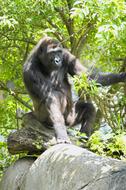 Western Lowland Gorilla Ape