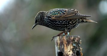 bird sitting on a log